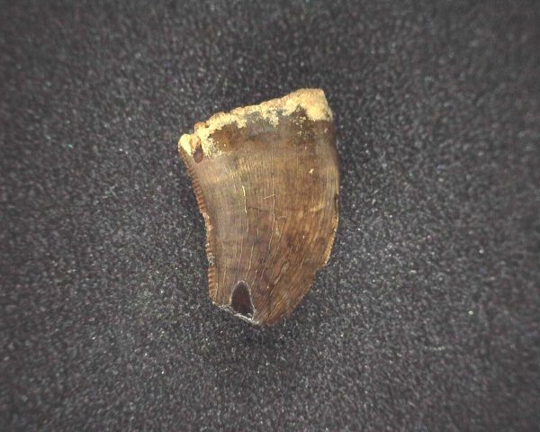 Nanotyrannus Dinosaur Tooth #16 - Image 2