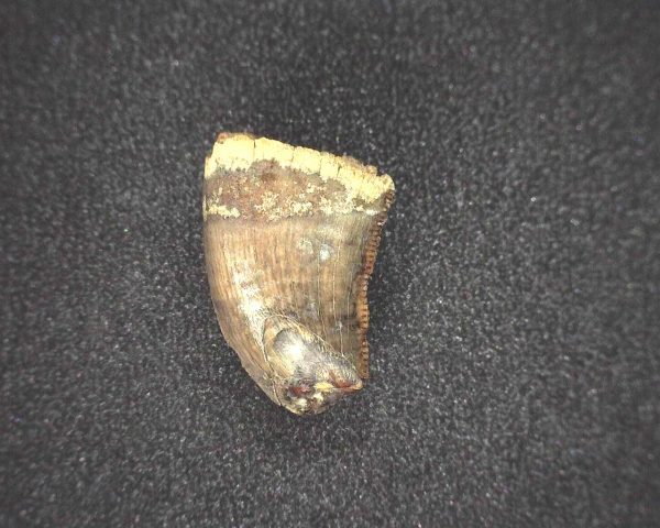 Nanotyrannus Dinosaur Tooth #16 - Image 3