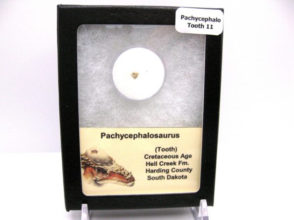 Pachycephalosaurus Dinosaur Tooth #11