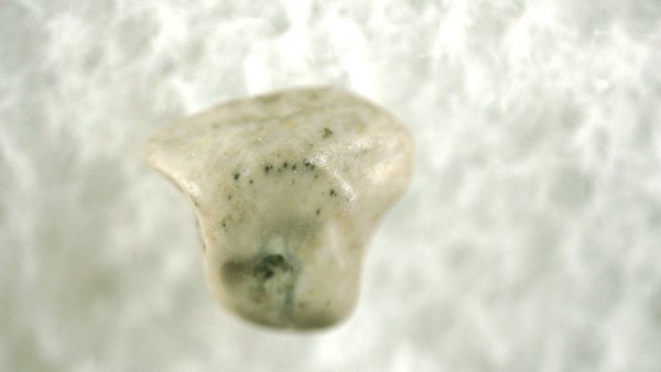 Pachycephalosaurus Dinosaur Tooth #11 - Image 3