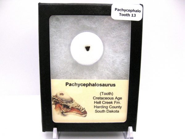 Pachycephalosaurus Dinosaur Tooth #13