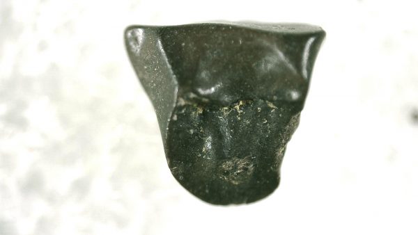 Pachycephalosaurus Dinosaur Tooth #13 - Image 3