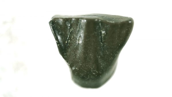 Pachycephalosaurus Dinosaur Tooth #13 - Image 2