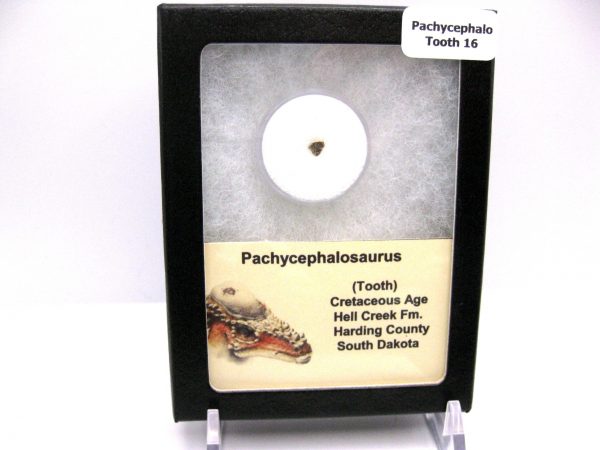 Pachycephalosaurus Dinosaur Tooth #16