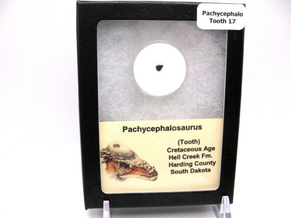 Pachycephalosaurus Dinosaur Tooth #17