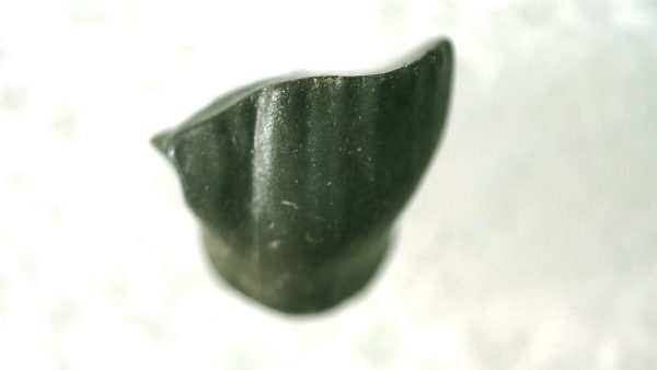 Pachycephalosaurus Dinosaur Tooth #17 - Image 2