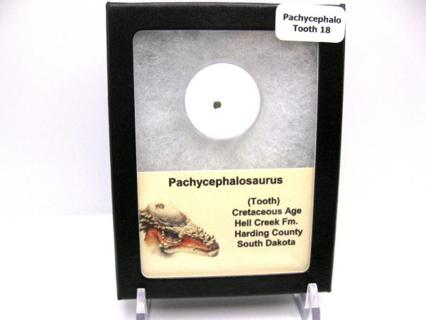 Pachycephalosaurus Dinosaur Tooth #18