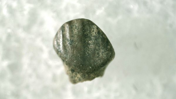 Pachycephalosaurus Dinosaur Tooth #18 - Image 2