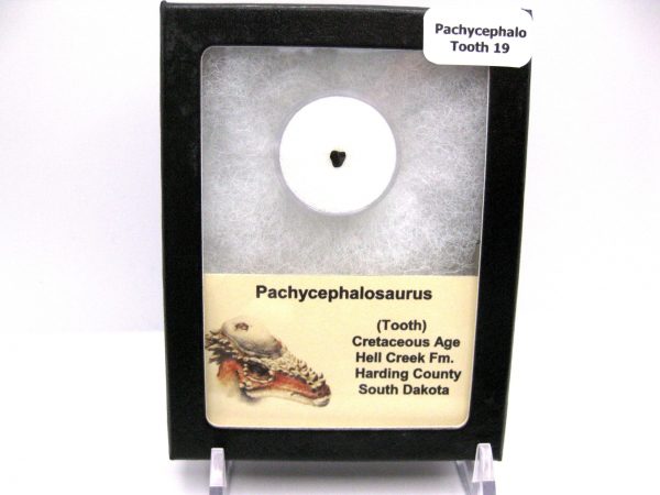 Pachycephalosaurus Dinosaur Tooth #19