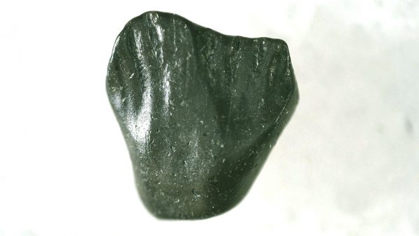 Pachycephalosaurus Dinosaur Tooth #19 - Image 2