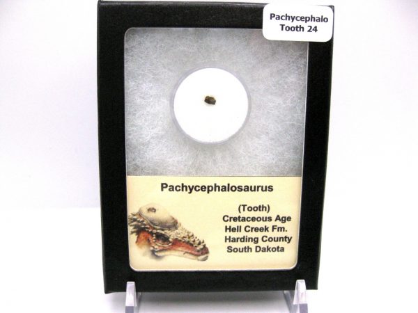 Pachycephalosaurus Dinosaur Tooth #24