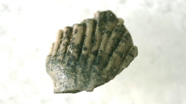 Pachycephalosaurus Dinosaur Tooth #24 - Image 3