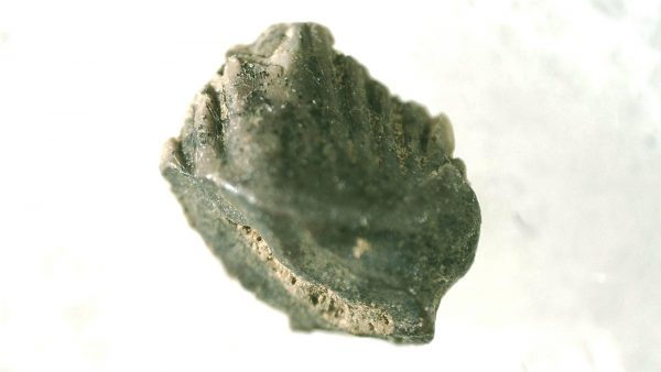 Pachycephalosaurus Dinosaur Tooth #24 - Image 2