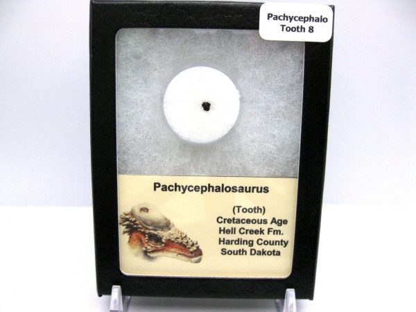 Pachycephalosaurus Dinosaur Tooth #8