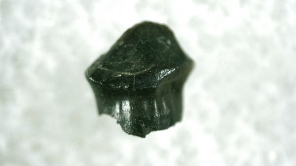 Pachycephalosaurus Dinosaur Tooth #8 - Image 2