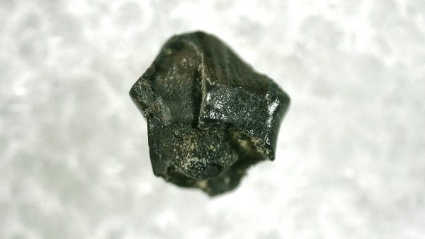 Pachycephalosaurus Dinosaur Tooth #8 - Image 3