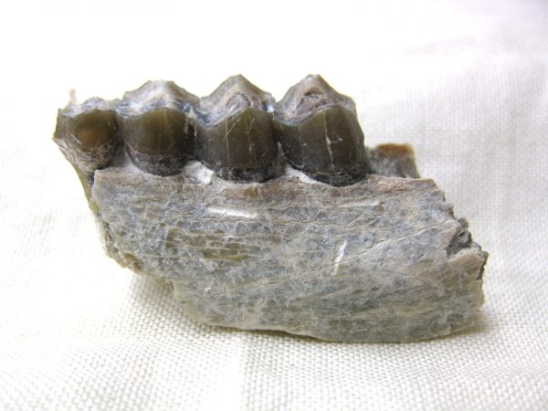 Genuine Oligocene Age Poebrotherium Camel Jaw Fossil For Sale from Nebraska #1