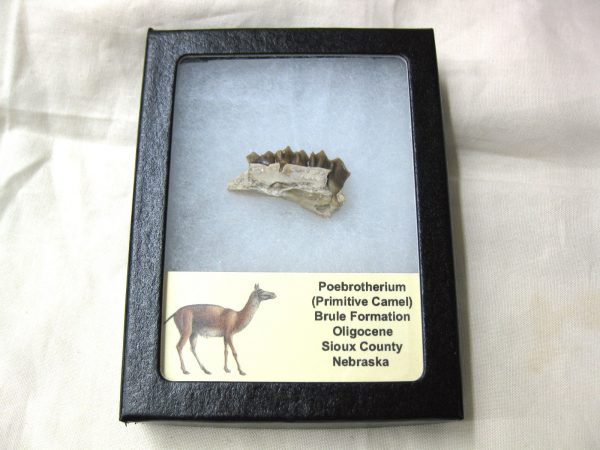 Genuine Oligocene Age Poebrotherium Camel Jaw Fossil For Sale from Nebraska #10