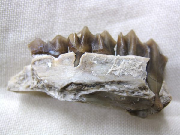 Genuine Oligocene Age Poebrotherium Camel Jaw Fossil For Sale from Nebraska #10a