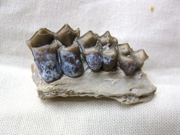 Genuine Oligocene Age Poebrotherium Camel Jaw Fossil For Sale from Nebraska #10b