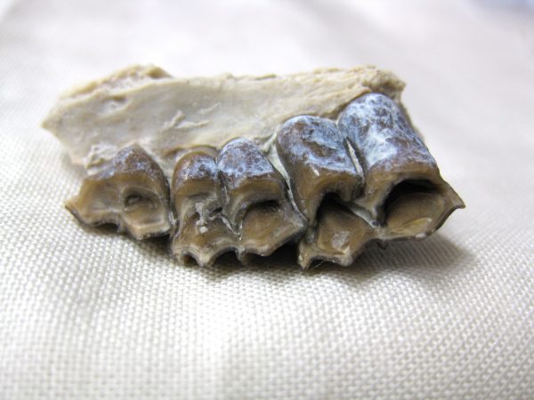 Genuine Oligocene Age Poebrotherium Camel Jaw Fossil For Sale from Nebraska #10c