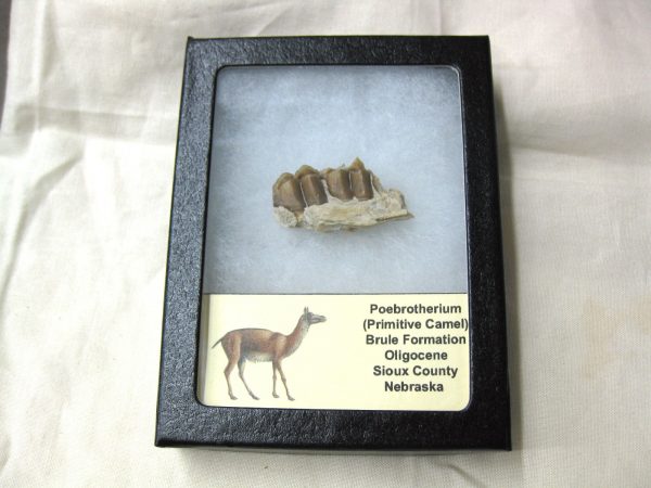 Genuine Oligocene Age Poebrotherium Camel Jaw Fossil For Sale from Nebraska #11