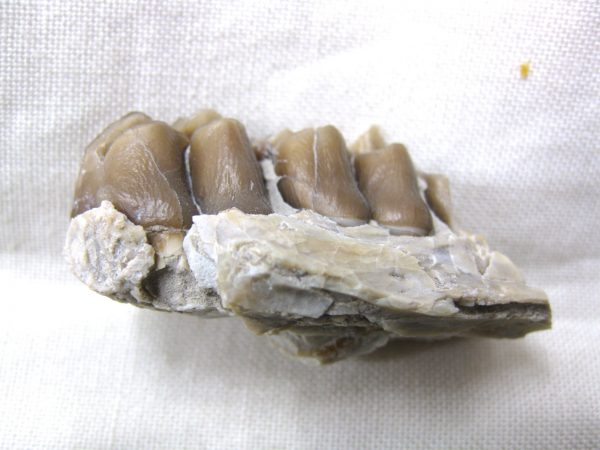 Genuine Oligocene Age Poebrotherium Camel Jaw Fossil For Sale from Nebraska #11a