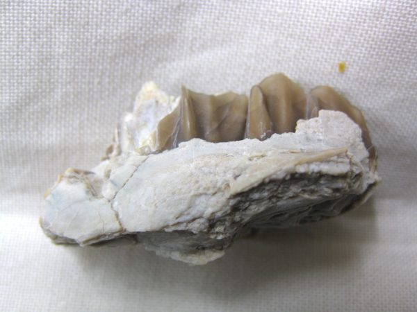 Genuine Oligocene Age Poebrotherium Camel Jaw Fossil For Sale from Nebraska #11b