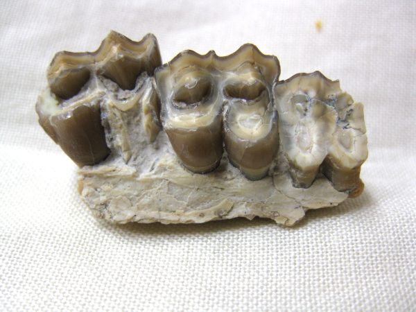 Genuine Oligocene Age Poebrotherium Camel Jaw Fossil For Sale from Nebraska #12a