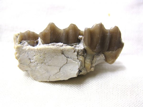 Genuine Oligocene Age Poebrotherium Camel Jaw Fossil For Sale from Nebraska #12b