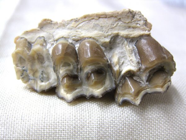 Genuine Oligocene Age Poebrotherium Camel Jaw Fossil For Sale from Nebraska #12c