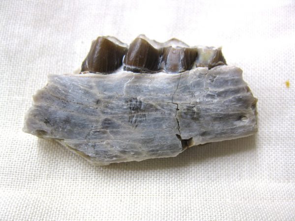 Genuine Oligocene Age Poebrotherium Camel Jaw Fossil For Sale from Nebraska #13a