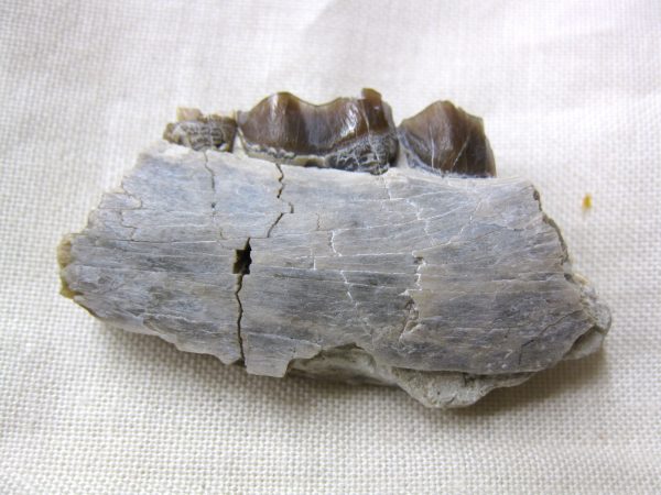 Genuine Oligocene Age Poebrotherium Camel Jaw Fossil For Sale from Nebraska #13b