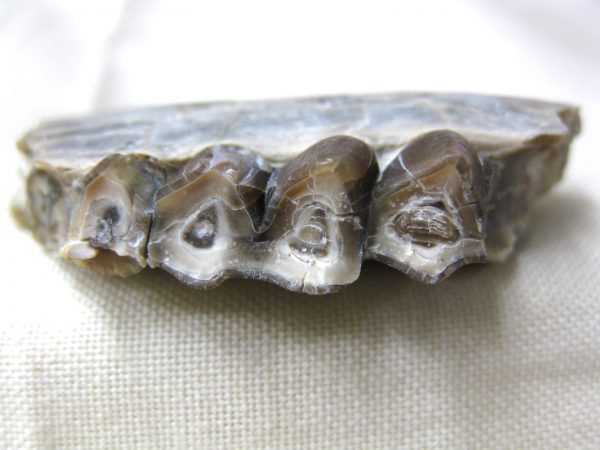 Genuine Oligocene Age Poebrotherium Camel Jaw Fossil For Sale from Nebraska #13c