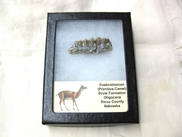 Genuine Oligocene Age Poebrotherium Camel Jaw Fossil For Sale from Nebraska #14