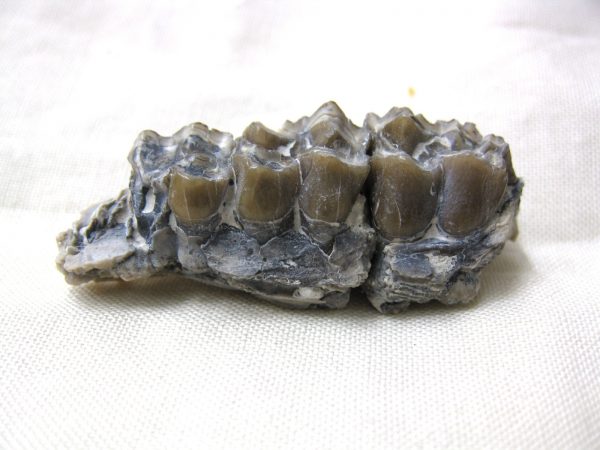 Genuine Oligocene Age Poebrotherium Camel Jaw Fossil For Sale from Nebraska #14a