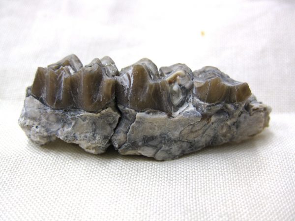 Genuine Oligocene Age Poebrotherium Camel Jaw Fossil For Sale from Nebraska #14b