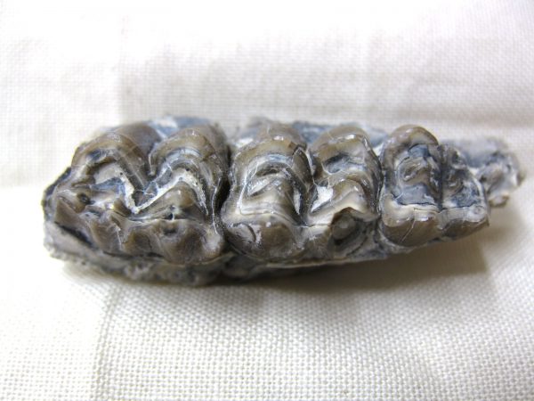 Genuine Oligocene Age Poebrotherium Camel Jaw Fossil For Sale from Nebraska #14c