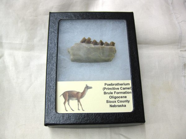 Genuine Oligocene Age Poebrotherium Camel Jaw Fossil For Sale from Nebraska #15