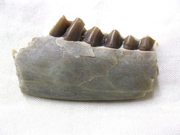 Genuine Oligocene Age Poebrotherium Camel Jaw Fossil For Sale from Nebraska #15a