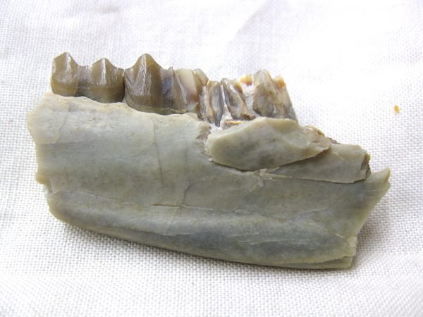 Genuine Oligocene Age Poebrotherium Camel Jaw Fossil For Sale from Nebraska #15b