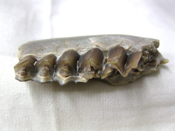 Genuine Oligocene Age Poebrotherium Camel Jaw Fossil For Sale from Nebraska #15c