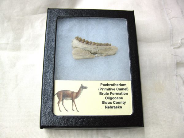 Genuine Oligocene Age Poebrotherium Camel Jaw Fossil For Sale from Nebraska #16