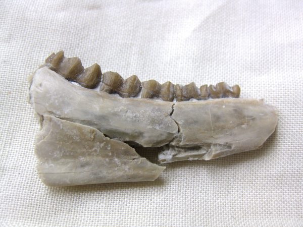 Genuine Oligocene Age Poebrotherium Camel Jaw Fossil For Sale from Nebraska #16a