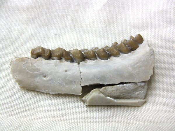 Genuine Oligocene Age Poebrotherium Camel Jaw Fossil For Sale from Nebraska #16b