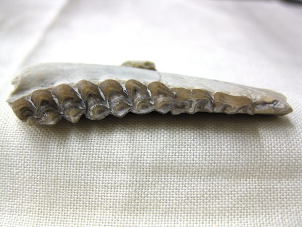 Genuine Oligocene Age Poebrotherium Camel Jaw Fossil For Sale from Nebraska #16c