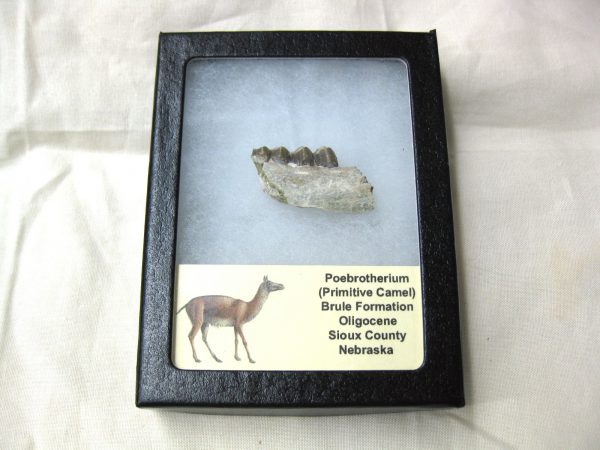 Genuine Oligocene Age Poebrotherium Camel Jaw Fossil For Sale from Nebraska #1c