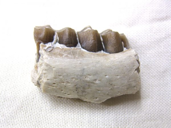 Genuine Oligocene Age Poebrotherium Camel Jaw Fossil For Sale from Nebraska #2