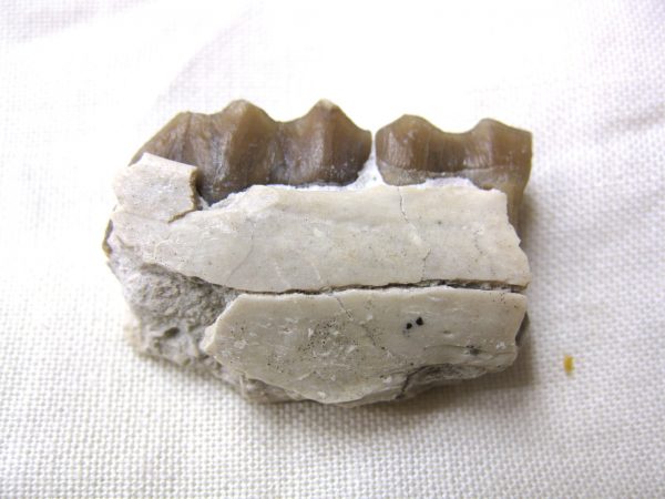 Genuine Oligocene Age Poebrotherium Camel Jaw Fossil For Sale from Nebraska #2a