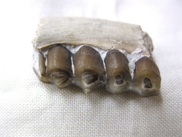 Genuine Oligocene Age Poebrotherium Camel Jaw Fossil For Sale from Nebraska #2b